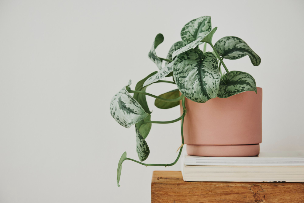 how to decorate living room with plants