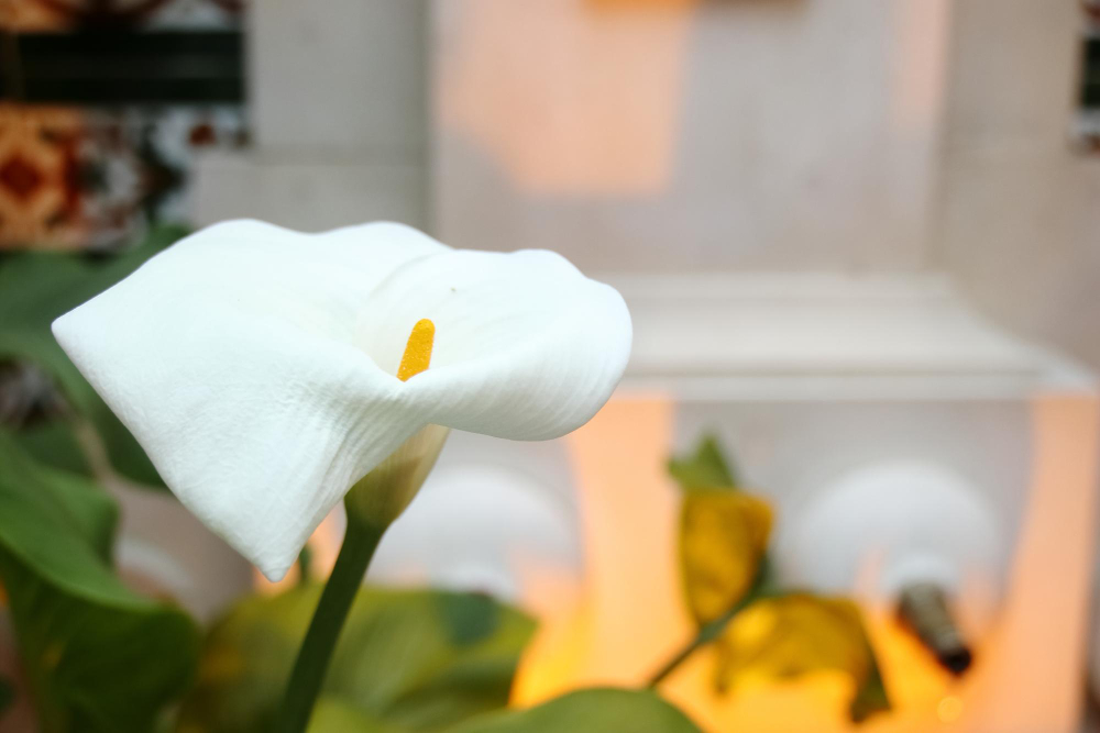 home decorate plant